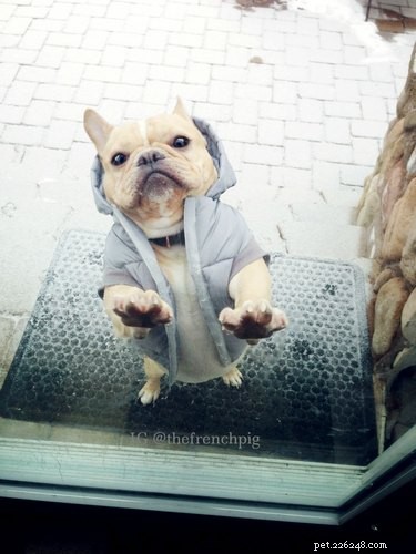 33 Adorable Pets Ready to Join You Indoors—Cute Tales & Tips