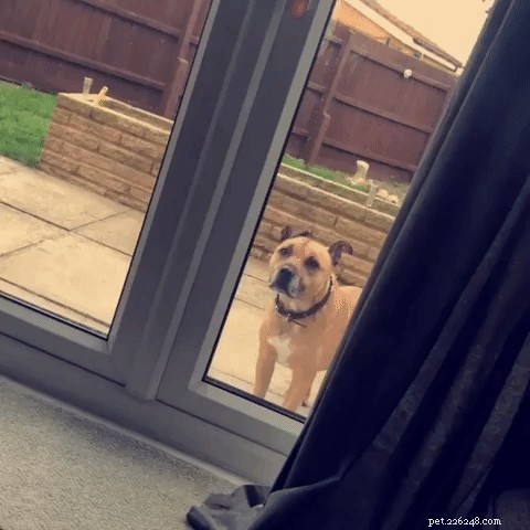 33 Adorable Pets Ready to Join You Indoors—Cute Tales & Tips