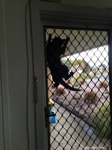 33 Adorable Pets Ready to Join You Indoors—Cute Tales & Tips