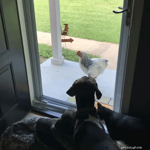 33 Adorable Pets Ready to Join You Indoors—Cute Tales & Tips