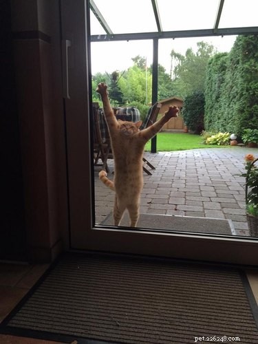33 Adorable Pets Ready to Join You Indoors—Cute Tales & Tips