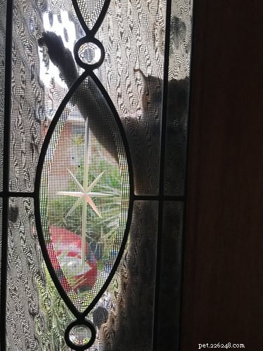 33 Adorable Pets Ready to Join You Indoors—Cute Tales & Tips