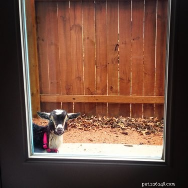 33 Adorable Pets Ready to Join You Indoors—Cute Tales & Tips