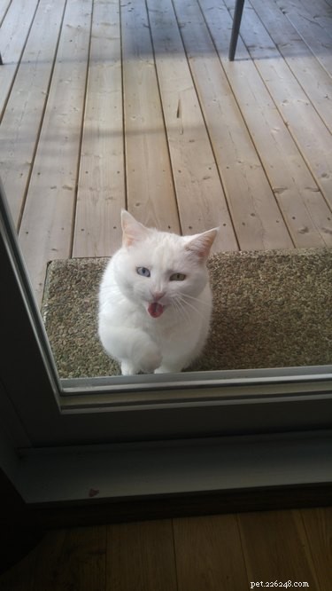 33 Adorable Pets Ready to Join You Indoors—Cute Tales & Tips