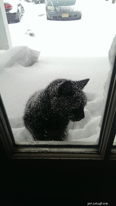 33 Adorable Pets Ready to Join You Indoors—Cute Tales & Tips