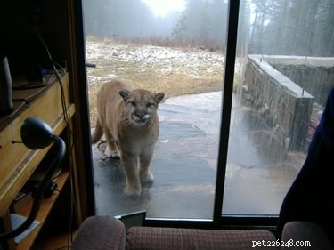 33 Adorable Pets Ready to Join You Indoors—Cute Tales & Tips