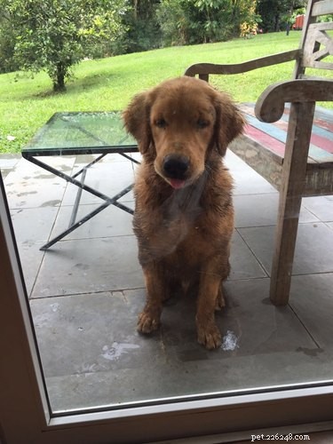 33 Adorable Pets Ready to Join You Indoors—Cute Tales & Tips
