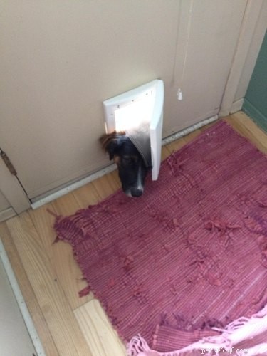 33 Adorable Pets Ready to Join You Indoors—Cute Tales & Tips