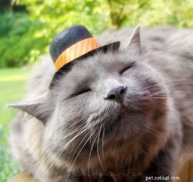21 Adorable Animals in Cute Hats: Find Your Favorite