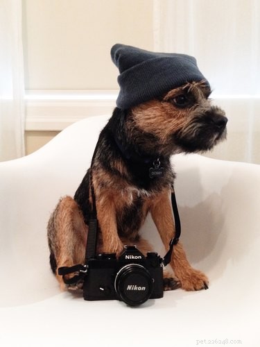 21 Adorable Animals in Cute Hats: Find Your Favorite