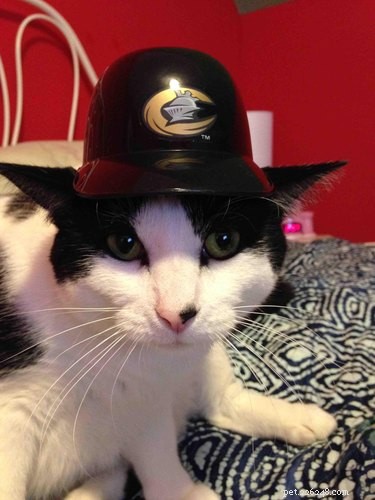 21 Adorable Animals in Cute Hats: Find Your Favorite