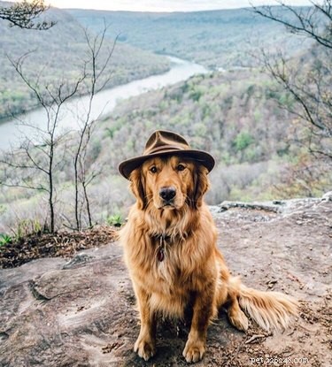 21 Adorable Animals in Cute Hats: Find Your Favorite