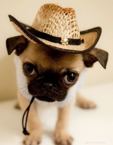 21 Adorable Animals in Cute Hats: Find Your Favorite