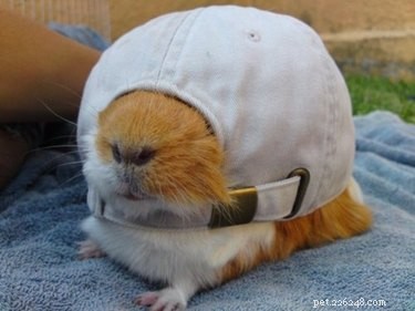 21 Adorable Animals in Cute Hats: Find Your Favorite