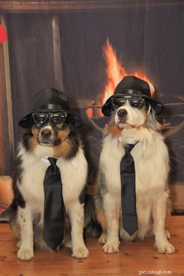 21 Adorable Animals in Cute Hats: Find Your Favorite