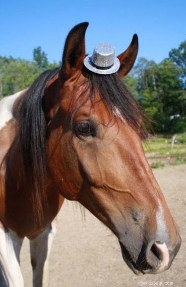 21 Adorable Animals in Cute Hats: Find Your Favorite