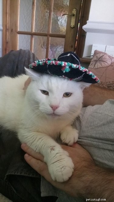 21 Adorable Animals in Cute Hats: Find Your Favorite