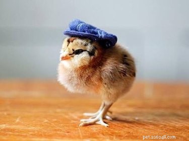 21 Adorable Animals in Cute Hats: Find Your Favorite