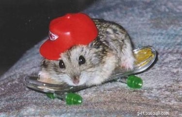 21 Adorable Animals in Cute Hats: Find Your Favorite