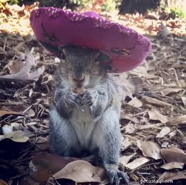21 Adorable Animals in Cute Hats: Find Your Favorite