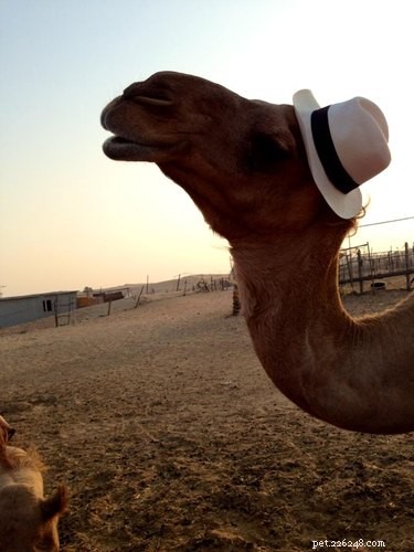 21 Adorable Animals in Cute Hats: Find Your Favorite