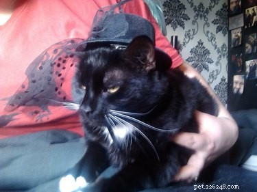 21 Adorable Animals in Cute Hats: Find Your Favorite
