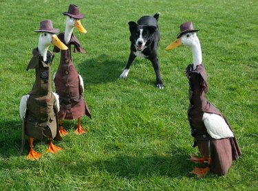 21 Adorable Animals in Cute Hats: Find Your Favorite