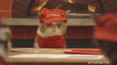 21 Adorable Animals in Cute Hats: Find Your Favorite