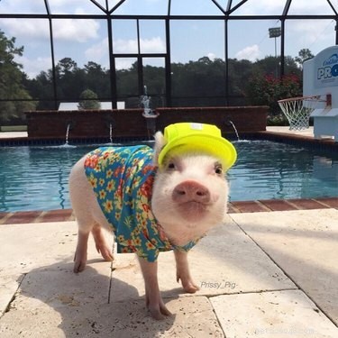 21 Adorable Animals in Cute Hats: Find Your Favorite