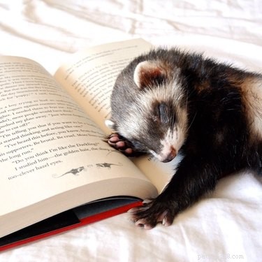 25 Charming Ferrets That Will Make You Wish You Had One