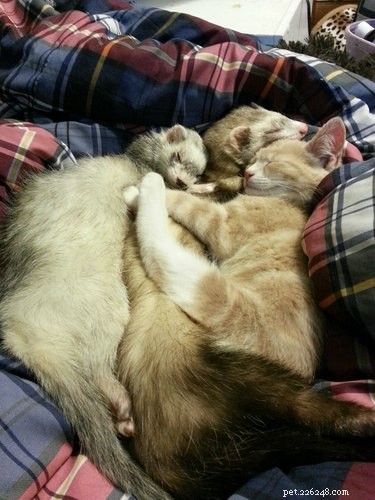 25 Charming Ferrets That Will Make You Wish You Had One