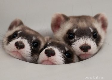 25 Charming Ferrets That Will Make You Wish You Had One