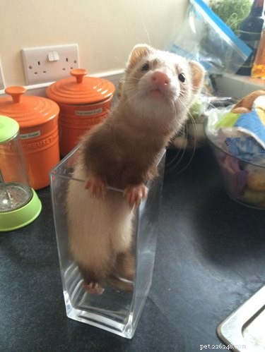 25 Charming Ferrets That Will Make You Wish You Had One
