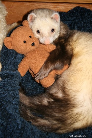 25 Charming Ferrets That Will Make You Wish You Had One