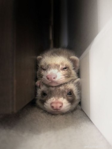 25 Charming Ferrets That Will Make You Wish You Had One