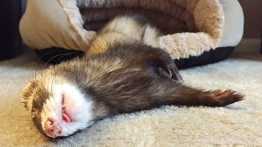 25 Charming Ferrets That Will Make You Wish You Had One
