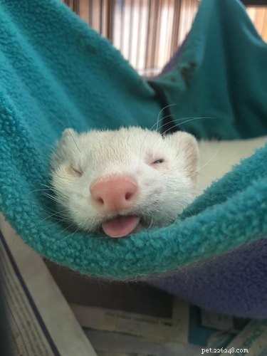 25 Charming Ferrets That Will Make You Wish You Had One