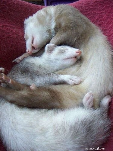 25 Charming Ferrets That Will Make You Wish You Had One