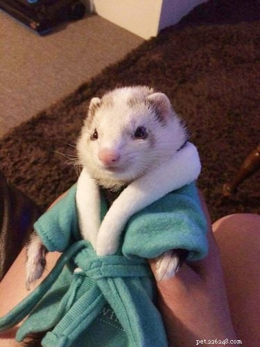25 Charming Ferrets That Will Make You Wish You Had One