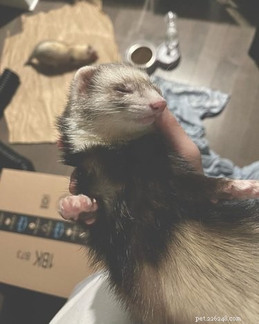 25 Charming Ferrets That Will Make You Wish You Had One
