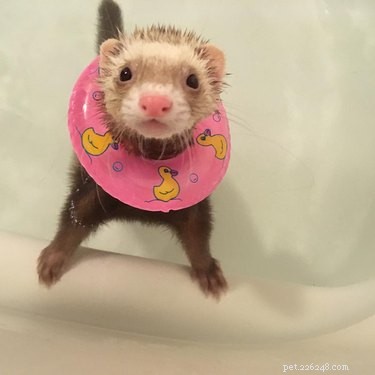 25 Charming Ferrets That Will Make You Wish You Had One