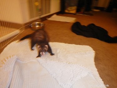 25 Charming Ferrets That Will Make You Wish You Had One
