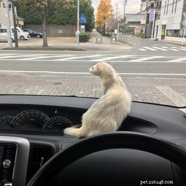 25 Charming Ferrets That Will Make You Wish You Had One