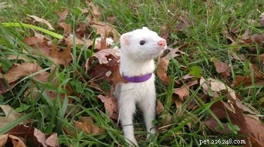 25 Charming Ferrets That Will Make You Wish You Had One