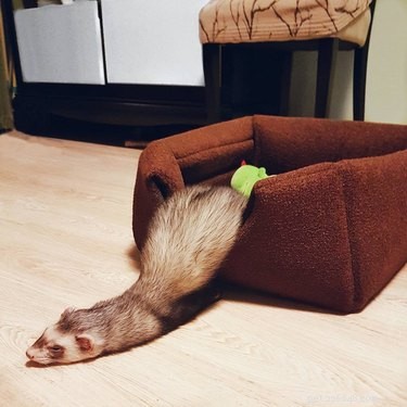 25 Charming Ferrets That Will Make You Wish You Had One