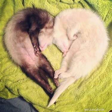 25 Charming Ferrets That Will Make You Wish You Had One