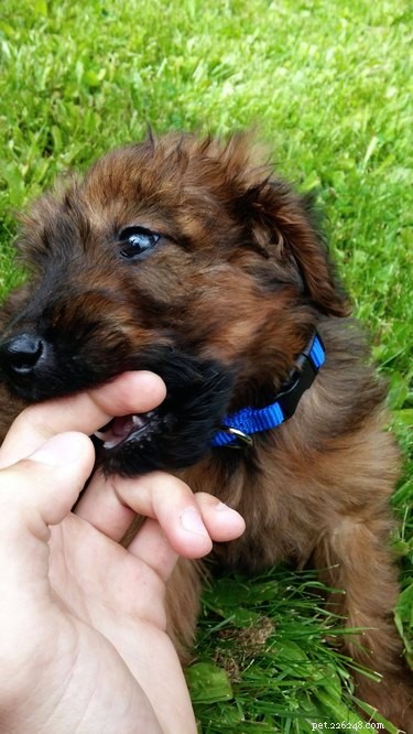 28 Baby Animals That Tried to Be Ferocious—and Came Out Adorable