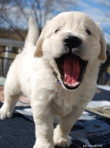 28 Baby Animals That Tried to Be Ferocious—and Came Out Adorable