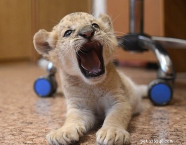 28 Baby Animals That Tried to Be Ferocious—and Came Out Adorable