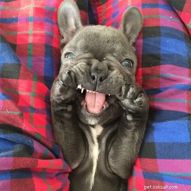 28 Baby Animals That Tried to Be Ferocious—and Came Out Adorable